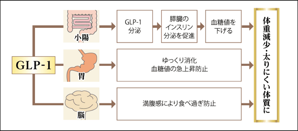 GLP-1とは